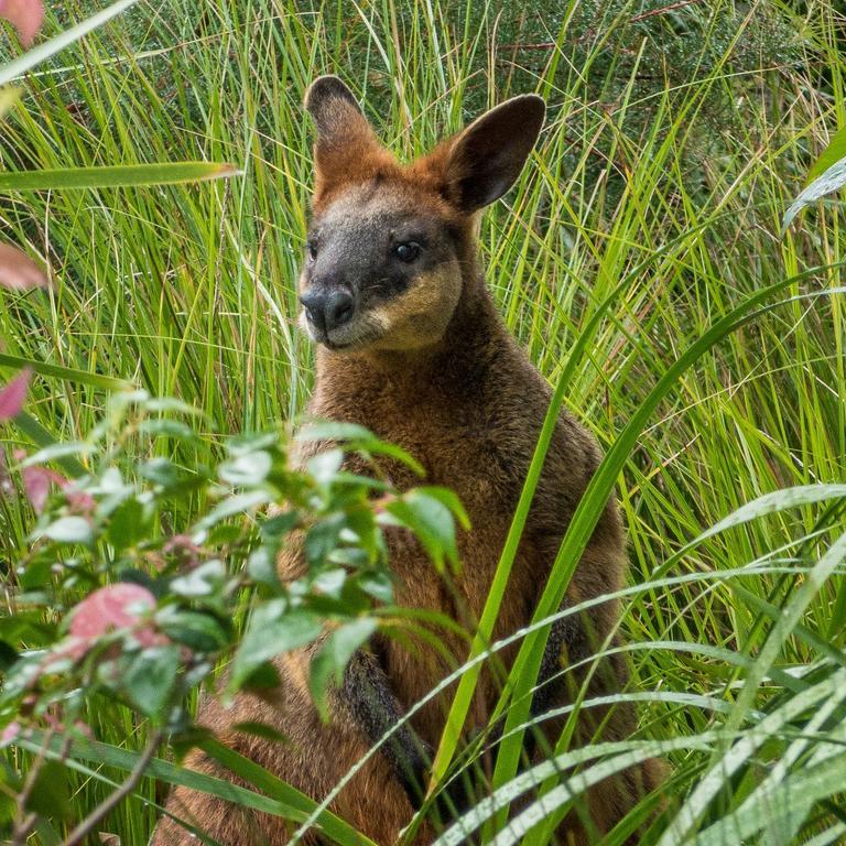 Abelia House Bed and Breakfast Byron Bay Exteriör bild