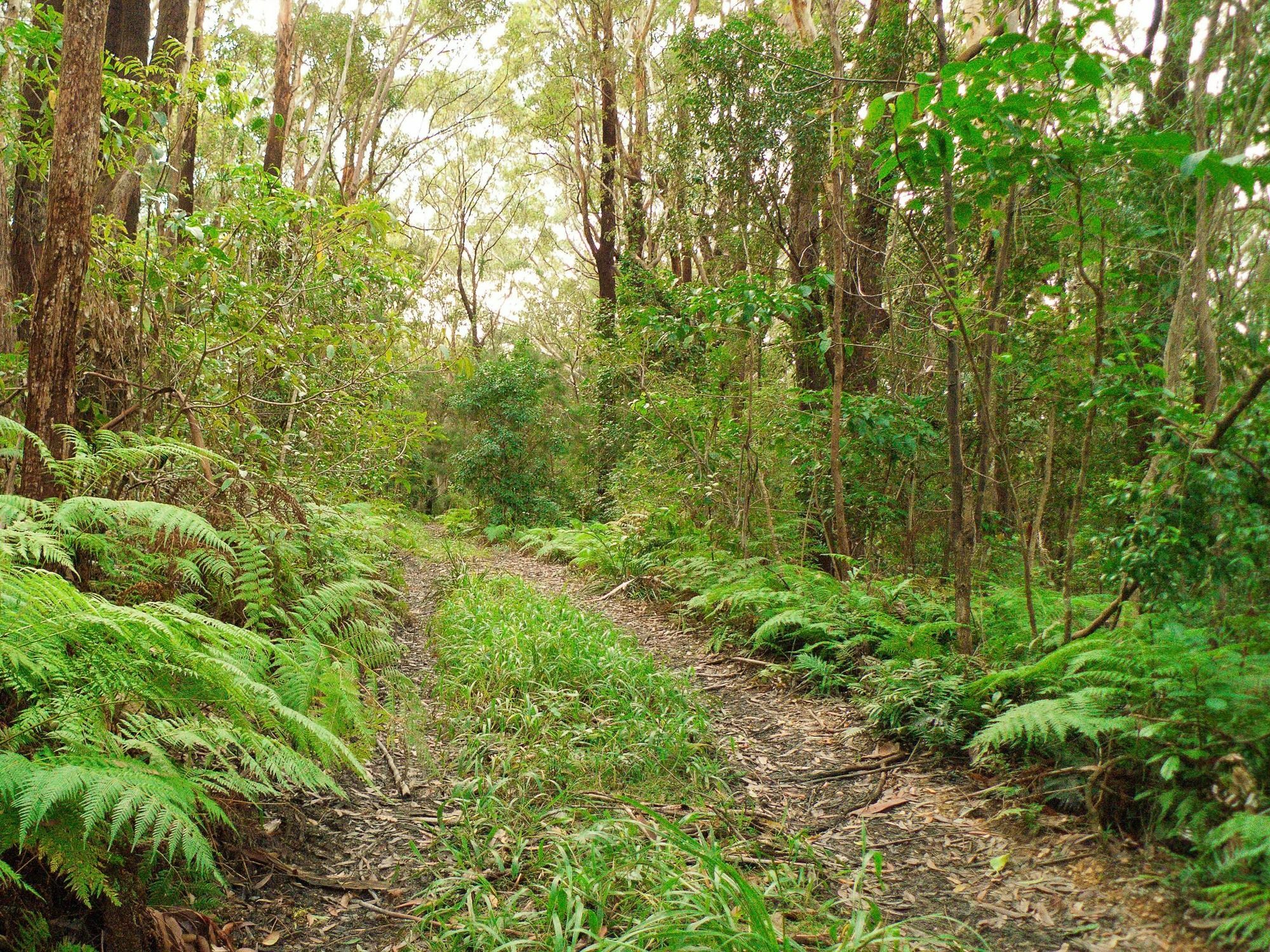 Abelia House Bed and Breakfast Byron Bay Exteriör bild